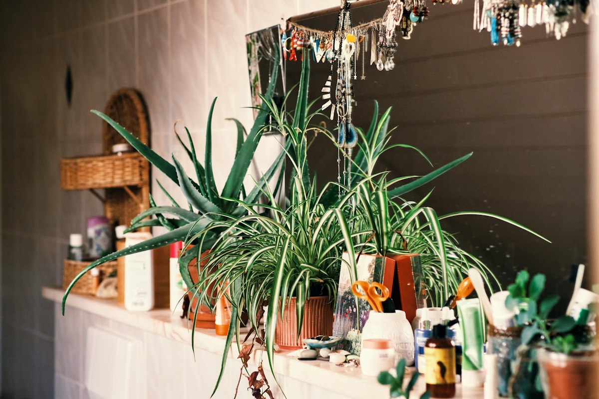 Snake plant with variegated yellow and green leaves