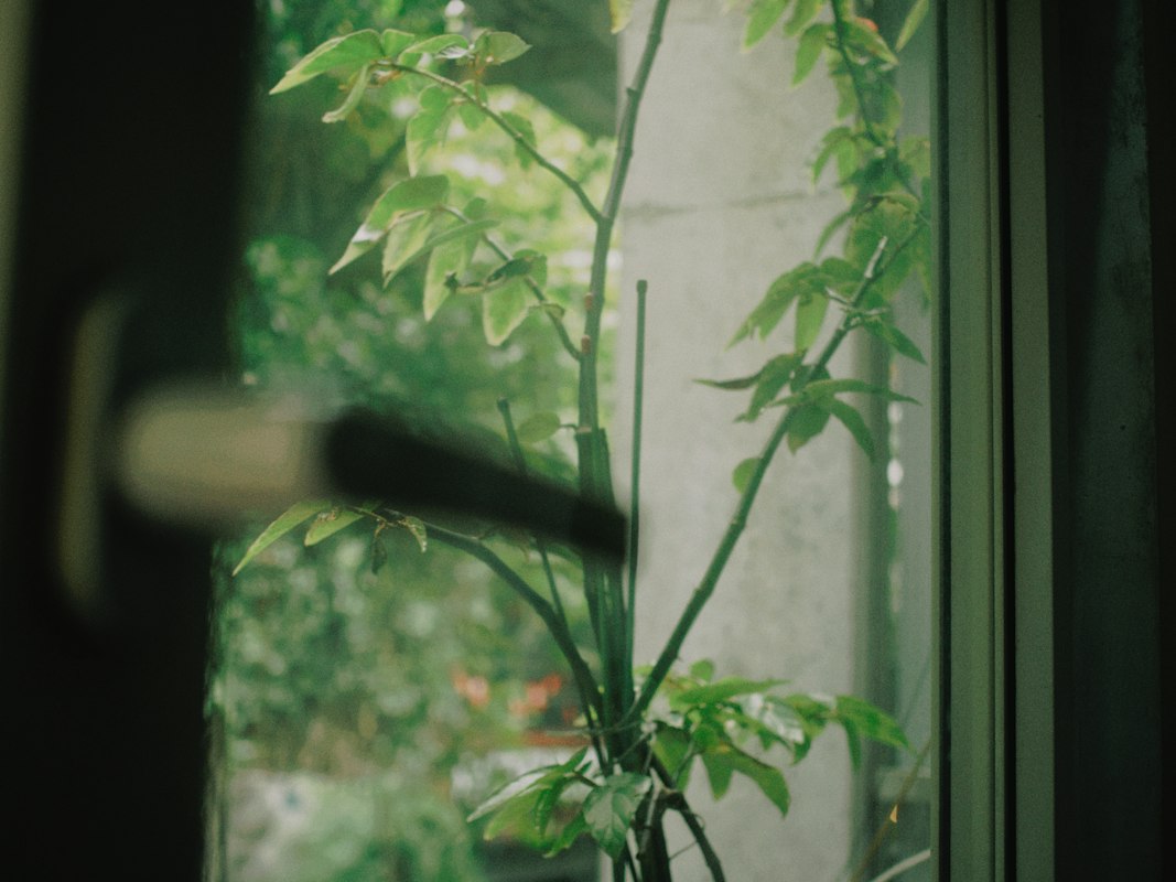 Philodendron plant with heart-shaped leaves