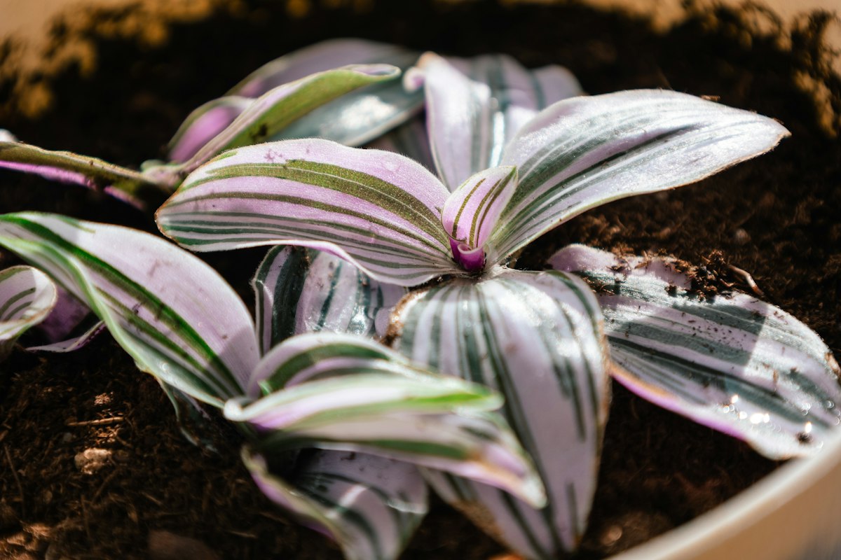 Indoor plant in winter window setting with low natural light